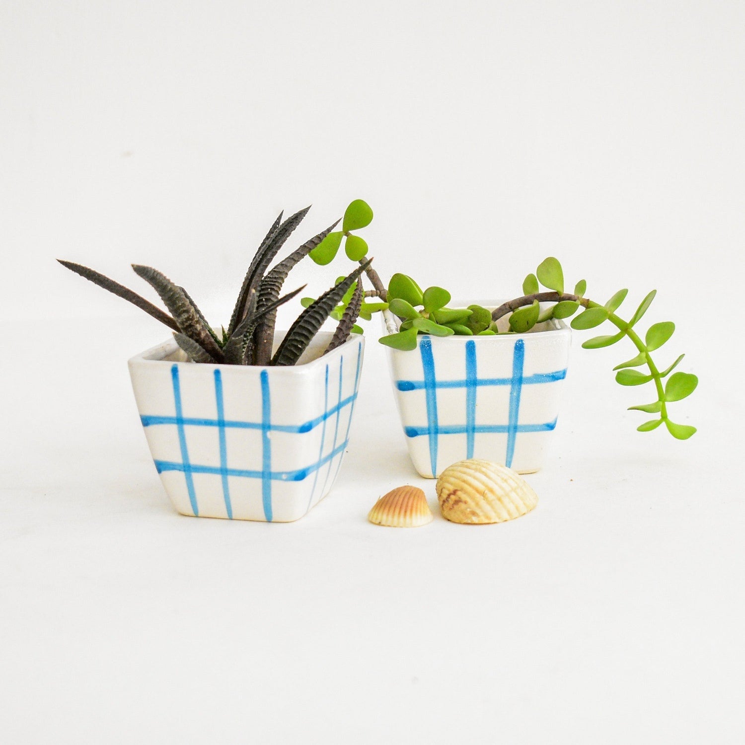 small indoor ceramic office planters